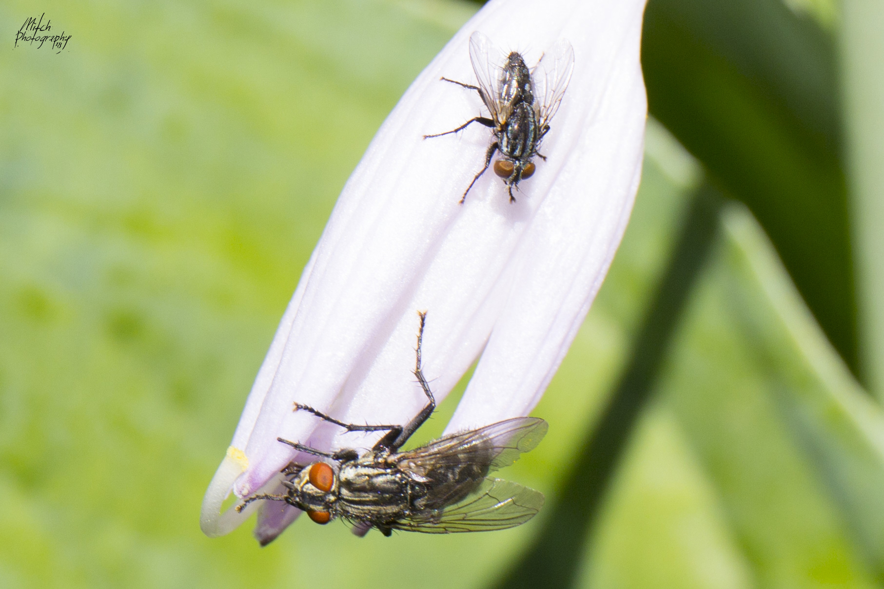 Bugs Flies | Nature Connexion